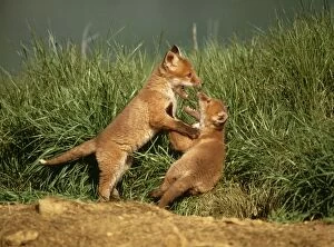 Red FOXES - two cubs fighting