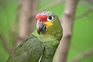 Images Dated 8th September 2006: Red-fronted Amazon Parrot