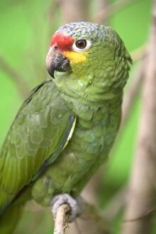 Images Dated 8th September 2006: Red-fronted Amazon Parrot - sitting on a branch