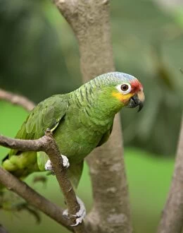 Red-fronted Amazon Parrot - sitting on a branch