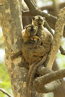 Images Dated 23rd October 2006: Red-fronted Brown Lemur - Family in tree Berenty. Madagascar