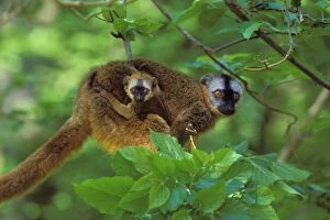 Images Dated 17th May 2005: Red-fronted Brown Lemur - mother carrying young. 3mp77