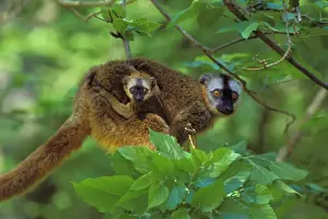 Lemur Prints: Red-fronted Brown Lemur - mother carrying young. 3mp77