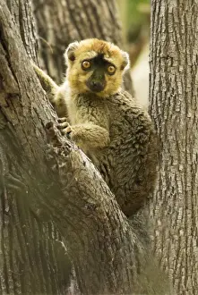 Red Fronted Prints: Red-fronted Brown Lemur - In tree Berenty. Madagascar