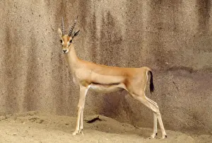 Antelopes Prints: Red-fronted Gazelle - male Senegal to Ethiopia