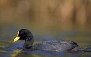 Images Dated 7th June 2006: Red-gartered Coot