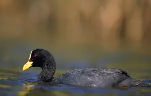 Red-gartered Coot
