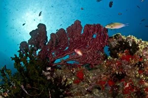 Red Gorgonian Sea Fan