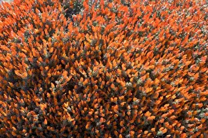 Red Gorse (Spanish name: Mata fuego or Bola de fuego) Fam. Leguminosae Range: plateaux and mesetas of central and southern Patagonia in Argentina, South America Photographed at end of October