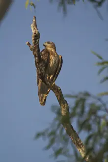 Red Goshawk - female. Female is a powerful raptor taking prey up to Brush Turkey size. At Mataranka, Northern Territory, Australia. Inhabits woodlands especially with some water and good bird populations