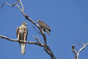 Red Goshawk - female and male. Female is a powerful raptor taking prey up to Brush Turkey size. This picture shows the huge disparity in size of a large female and small male