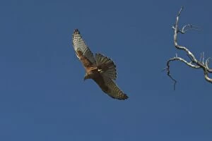 Images Dated 15th May 2004: Red Goshawk - in flight. Largest Australian goshawk. Rare and vulnerable
