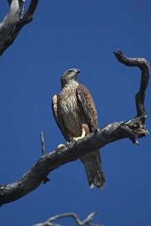 Images Dated 15th May 2004: Red Goshawk - Largest Australian Goshawk. Rare and vulnerable