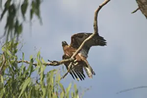 Red Goshawk - male. Female is a powerful raptor taking prey up to Brush Turkey size. At Mataranka, Northern Territory, Australia. Inhabits woodlands especially with some water and good bird populations