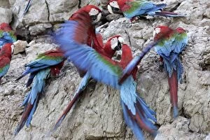 Red and Green Macaw - at clay lick