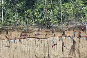 Clay Lick Prints: Red and Green Macaw - at clay lick Famille Psittacidae Tambopata Nature Reserve Peru