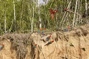 Clay Lick Prints: Red and Green Macaw - at clay lick Tambopata Nature Reserve Peru Famille Psittacidae