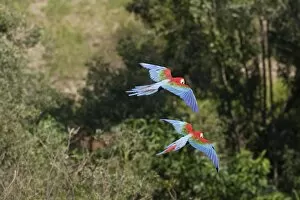 Red and green Macaw - in flight