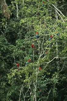 Images Dated 20th July 2004: Red & Green / Red & Blue Macaw Waiting to descend on a clay lick, Madre de Dios River, Peru