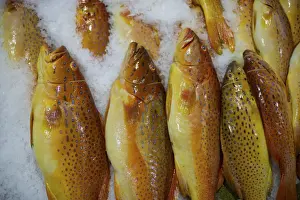 Commerical Prints: Red Grouper - Fish market - Singapore