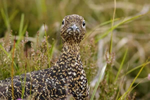 Red Grouse - camouflaged in the grass - Scotland
