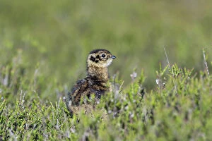 Grouse Gallery: Red Grouse Chick - Yorkshire - UK