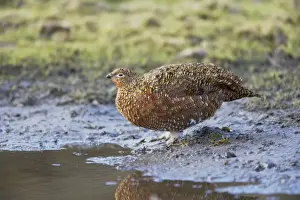 Red Grouse - Female at Drinking Place Lagopus lagopus scoticus Yorkshire Dales National Park Yorkshire, UK BI013482