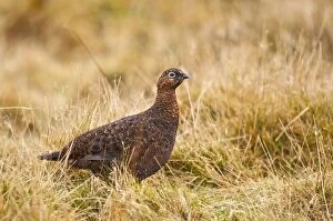 Images Dated 19th November 2009: Red Grouse - female in grassy area