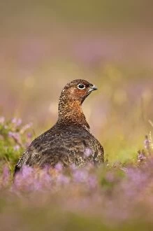 UK Wildlife Collection: Red Grouse - amongst heather in early morning sunshine - Grinton - Yorkshire Dales - England