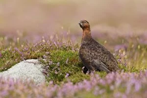 Images Dated 28th August 2011: Red Grouse - amongst heather - Grinton - Yorkshire Dales - August