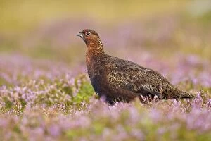 Images Dated 28th August 2011: Red Grouse - amongst heather - Grinton - Yorkshire Dales - August