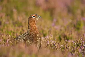 Warmth Prints: Red Grouse - amongst heather - Grinton - Yorkshire Dales - August