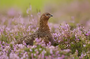 Watching Prints: Red Grouse - amongst heather - Grinton - Yorkshire Dales - August