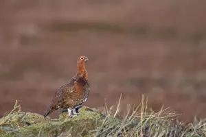 Red Grouse Lagopus lagopus scoticus Yorkshire Dales National Park Yorkshire, UK BI013427