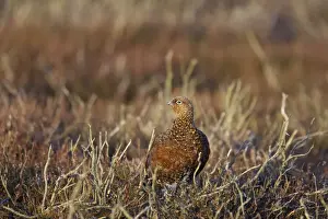 Red Grouse Lagopus lagopus scoticus Yorkshire Dales National Park Yorkshire, UK BI013428