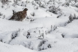 Blizzard Gallery: Red Grouse (Lagopus scotica) - female walking