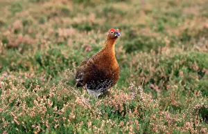 Gamebird Prints: Red Grouse - male