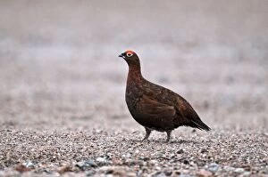Images Dated 19th November 2009: Red Grouse - male