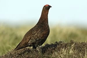 Red Grouse - Male on alert