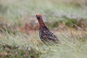Moorlands Gallery: Red Grouse - male calling on moorland