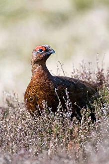 Gamebird Collection: Red Grouse - male in heather - North Yorkshire - UK