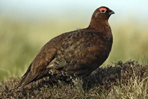 Images Dated 12th May 2005: Red Grouse - Male on moorland Northumberland, England