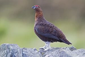 Images Dated 7th October 2010: Red Grouse - male perched on dry stone wall - Northumberland - England