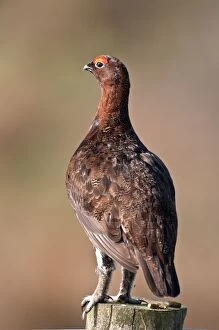 Images Dated 19th April 2011: Red Grouse - male perched on fence post