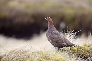 Game Birds Collection: Red Grouse - male - Scotland, UK