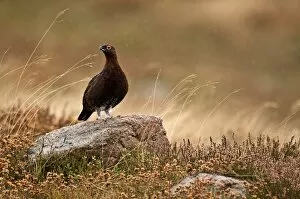 Images Dated 19th November 2009: Red Grouse - male standing on boulder in rain surrounded by heather