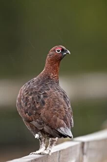 Images Dated 19th November 2009: Red Grouse - male standing on fence
