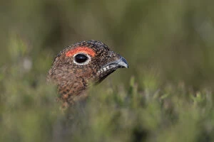 Grouse Gallery: Red Grouse - Male - Yorkshire - UK