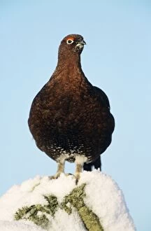 Red GROUSE - perched on stone wall in winter
