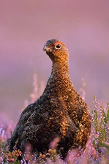 Territory Gallery: Red Grouse - in Pink and purple heather
